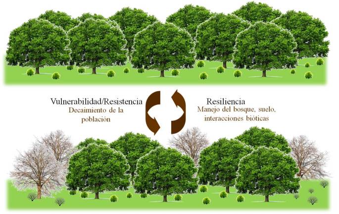 Efectos de un periodo de sequía extrema sobre un ecosistema forestal. Los efectos de la sequía provocan el decaimiento masivo de la población, pero la intensidad del efecto se ve influenciado por la vulnerabilidad de la población. Al cesar la etapa, el bosque puede recuperar su estadio anterior, esta capacidad es la resiliencia.