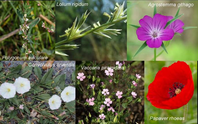 composición flora arvense