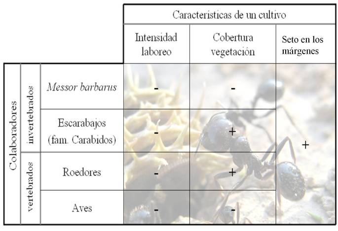 Cuadro. Se muestra como afectan las características de un cultivo a la presencia de los depredadores en el mismo. Cuantos mas depredadores haya en el cultivo, mayor depredacion de semillas habrá. El simbolo negativo indica que afecta negativamente a la especie, y el positivo, que afecta positivamente. Por ejemplo, a Messor le afecta negativamente que laboreen el suelo y que haya cobertura vegetal, y la presencia de arbustos bien.