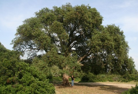 alcornoque bosque diplomatique chico