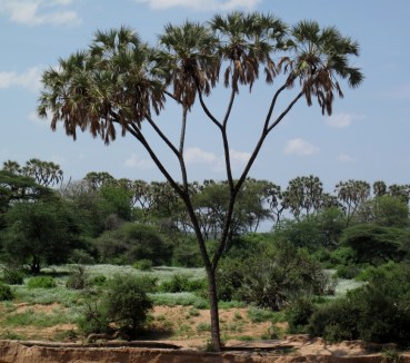 Palma Dum (Hyphaene compressa). Samburu, Kenia. Forografía: Rocio Fernandez Ales