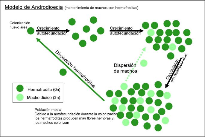 Androdioecia en Mercurialis annua. Un individuo hermafrodita coloniza un área nueva, la población va creciendo gracias a la capacidad de autofecundación de los inidividuos. Cuando la población alcanza un tamaño, cesa la autofecundación, y entonces recibe plantas macho dioicas de otras poblaciones cercanas mayores. Estos machos se establecen en la población y se reproducen con los hermafroditas. La población crece y es capaz de dispersar individuos hermafoditas y machos dioicos, empezando, volviendo así al punto de partida.