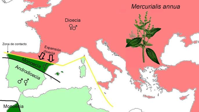 Imagen 3. Mapa de distribución de las poblaciones de Mercurialis annua ordenadas según su estrategia reproductora: dioica, monoica o androdioica.
