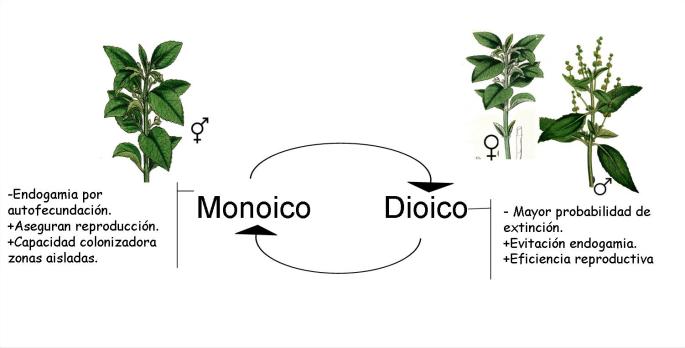 Ventajas de estrategias de reproducción monoicas y dioicas