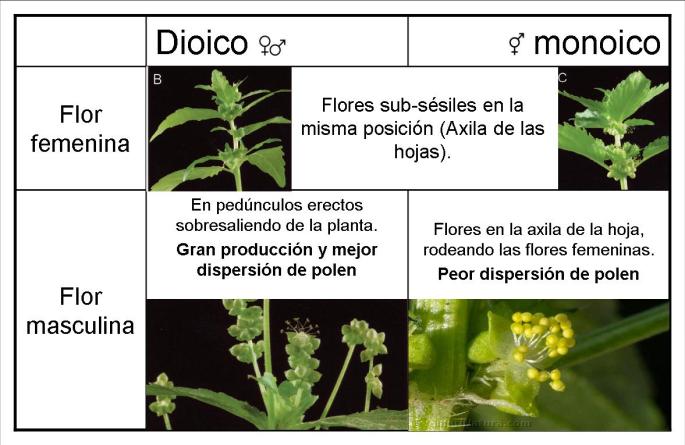 Morfología de las flores femeninas y masculinas para las estrategias monoica y dioica de Mercurialis annua.