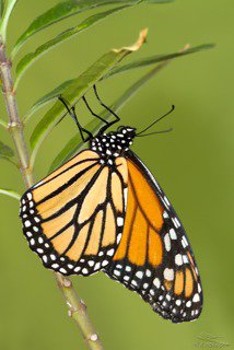Mariposa monarca (Danaus plexippus). Fotografía Rafael Obregón