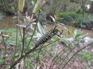 Oruga de monarca devorando el brote terminal de Asclepias curassavica. Fotografía: Juan Fernandez Haeger 