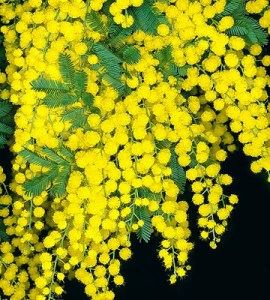 Acacia dealbata, una mimosa australiana muy invasora. 