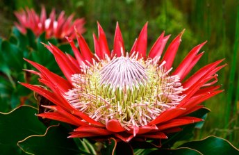 Protea cynaroides, una de las muchas especies de proteaceas que componen el fymbos sudafricano