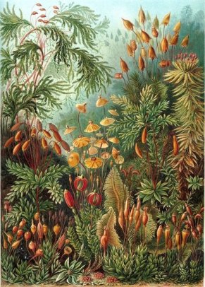 plantas haeckel