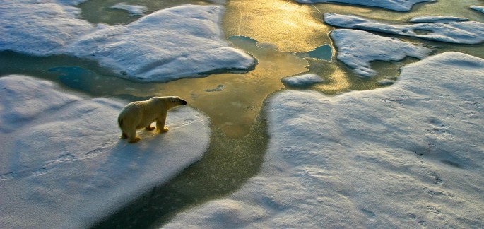Polar bear on ice close to golden glittering water